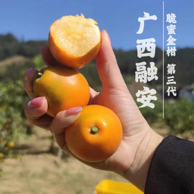 【广西融安】脆蜜金柑 第3代 果大香浓 多汁化渣