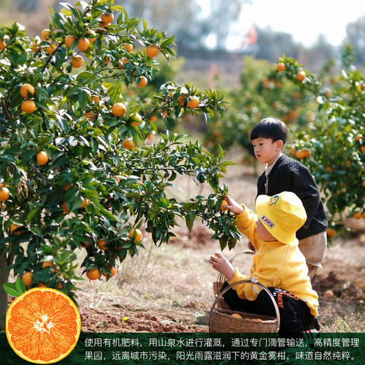 黄金雾柑 商品图2