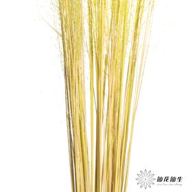 永生花材 | 粉黛乱子草黄色