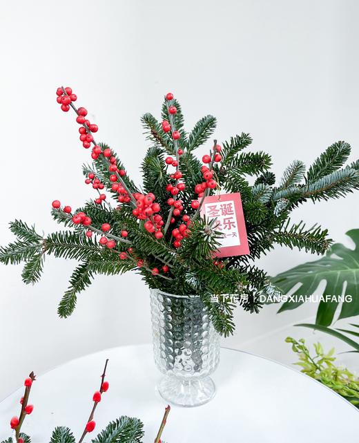 【圣诞快乐】AB级国产诺贝松1大支+AB级冬青2支.长约50-60cm（无卡片） 商品图9