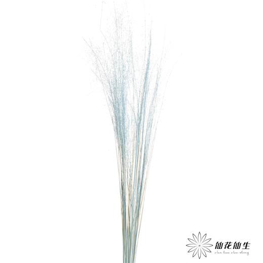 永生花材 | 粉黛乱子草浅蓝色 商品图1