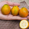 【广西融安】脆蜜金柑 第3代 果大香浓 多汁化渣 商品缩略图7
