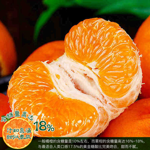 黄金雾柑 商品图5