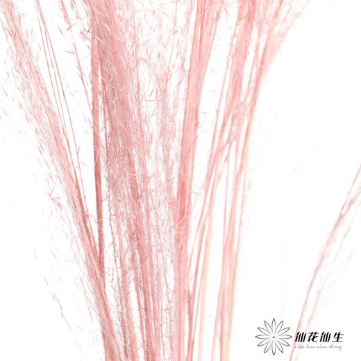 永生花材 | 粉黛乱子草粉色 商品图0