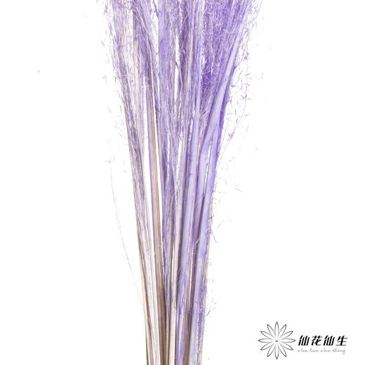 永生花材 | 粉黛乱子草粉紫色 商品图0