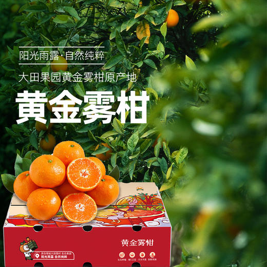黄金雾柑 商品图1