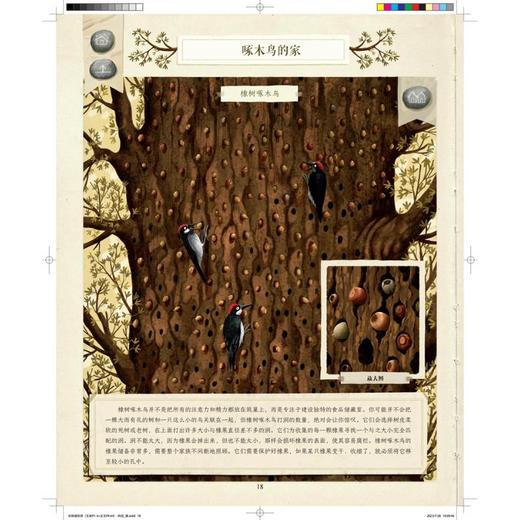 动物建筑师 商品图2