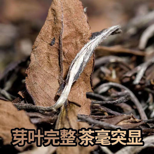 【2013年寿眉老白茶】拍2件再送新品白茶 有机生态种植的年份老茶叶 商品图6