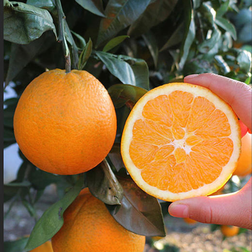 雷波脐橙 商品图4