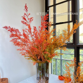 【橙色千层金】约1-3支/份 长度约70-100cm