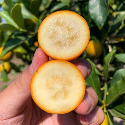 【融安第三代脆蜜金柑】个大肉厚，入口化渣，纯甜不麻嘴，从皮甜到心。不涩口，果皮香甜滑脆、 肉质细腻脆甜!! 商品图8