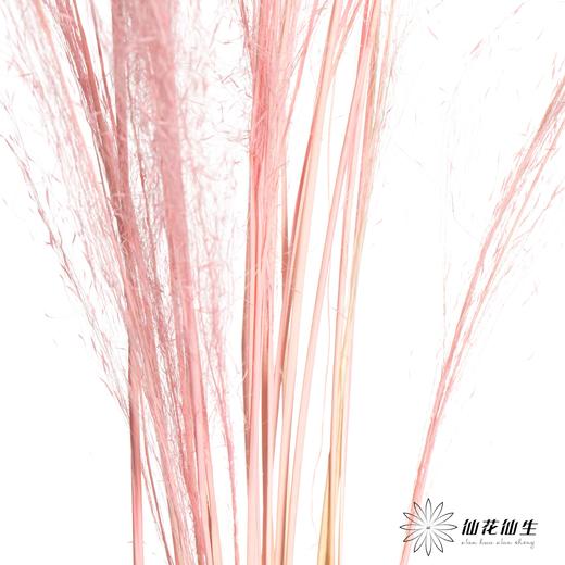 永生花材 | 粉黛乱子草粉色 商品图3