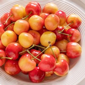 智利空运 skylar rae 天空之城    金车