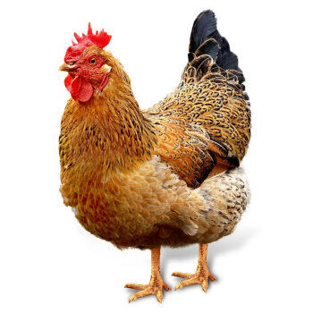 温氏供港富硒老母鸡2斤 富硒农家散养老母鸡土鸡冷冻 散养500天 鸡汤 商品图3