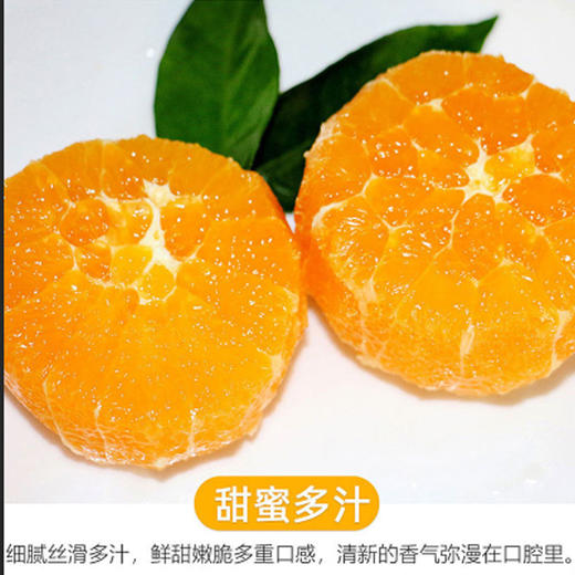 雷波脐橙 商品图6