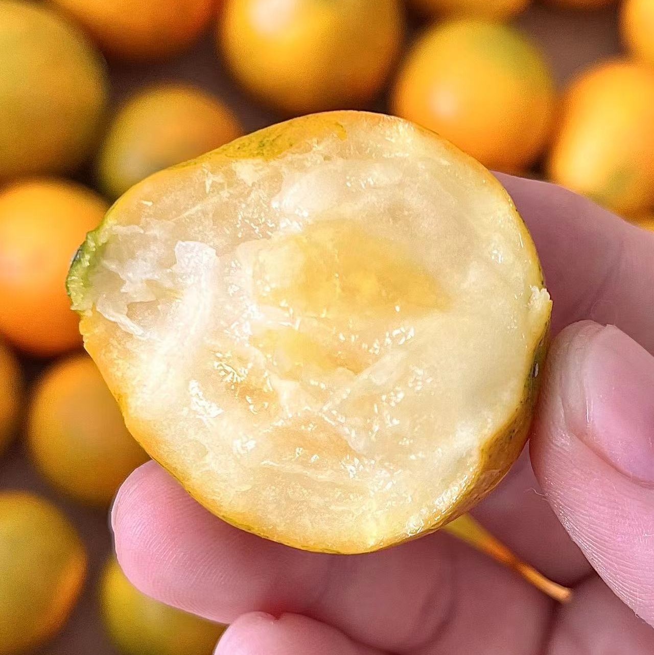 【融安第三代脆蜜金柑】个大肉厚，入口化渣，纯甜不麻嘴，从皮甜到心。不涩口，果皮香甜滑脆、 肉质细腻脆甜!!