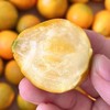 【融安第三代脆蜜金柑】个大肉厚，入口化渣，纯甜不麻嘴，从皮甜到心。不涩口，果皮香甜滑脆、 肉质细腻脆甜!! 商品缩略图0