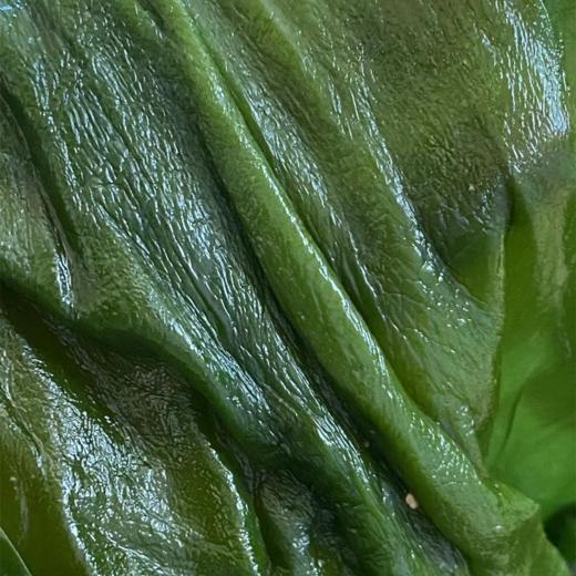 【回来了回来了】有机小海带5斤 机认证 一箱一码 非人工养殖 40米深海自然生长年货 商品图0