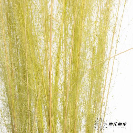 永生花材 | 粉黛乱子草黄色 商品图1