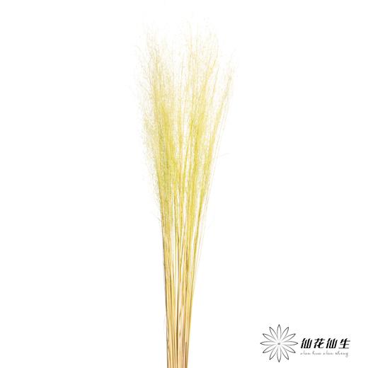 永生花材 | 粉黛乱子草黄色 商品图2