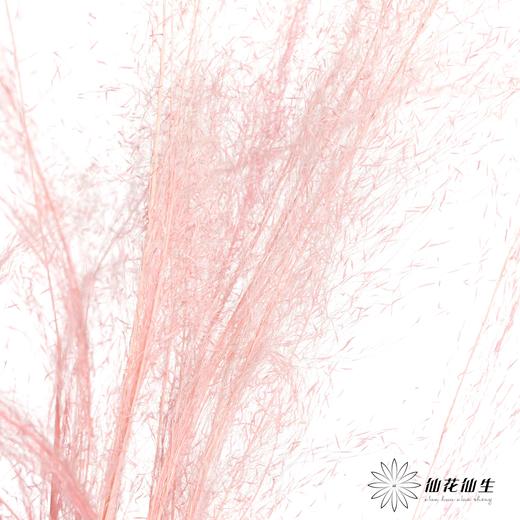 永生花材 | 粉黛乱子草粉色 商品图2
