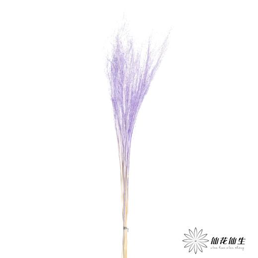 永生花材 | 粉黛乱子草粉紫色 商品图2