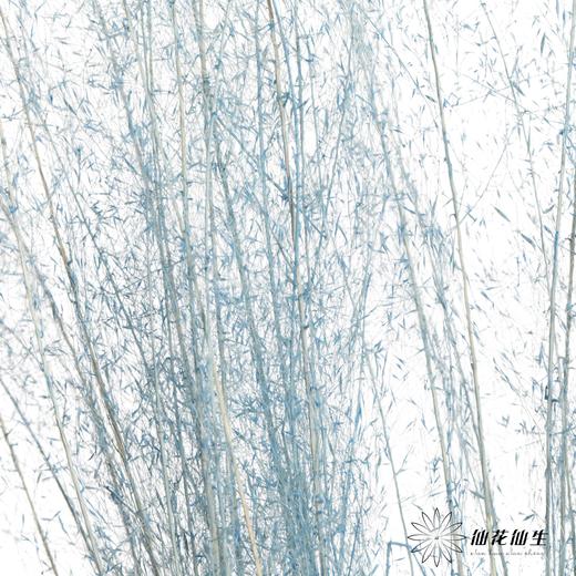 永生花材 | 粉黛乱子草浅蓝色 商品图2