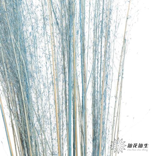 永生花材 | 粉黛乱子草浅蓝色 商品图0