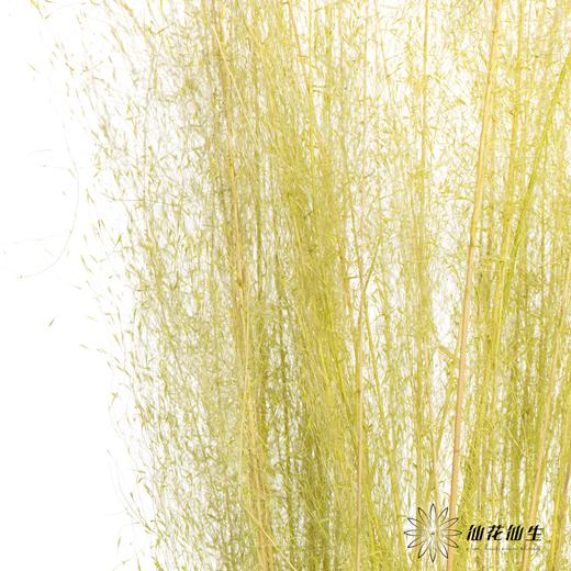 永生花材 | 粉黛乱子草黄色 商品图3