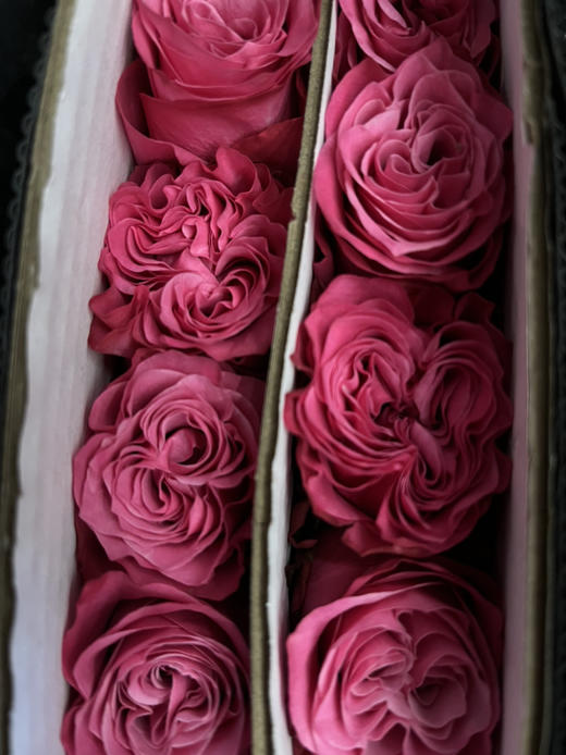 国产玫瑰-【蓝调】 商品图2