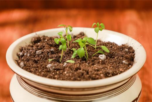 江博花样植物盲盒 商品图3