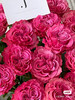 国产玫瑰-【蓝调】 商品缩略图1