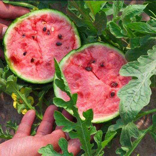 早春红玉西瓜约1.95~2.05kg/份 商品图1