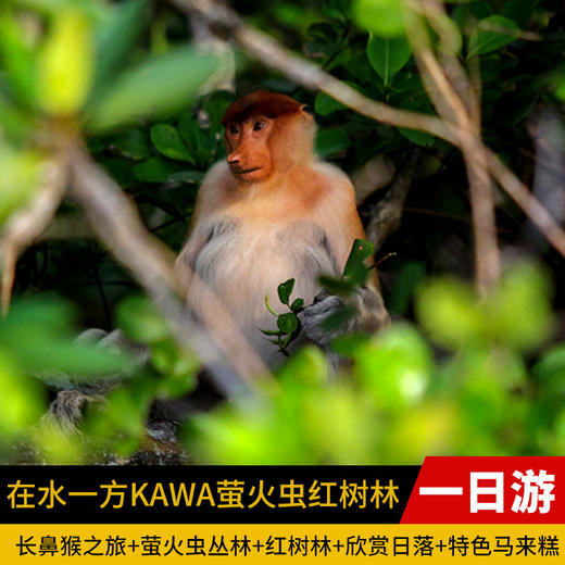 海洋 在水一方KAWA萤火虫红树林一日游 商品图0