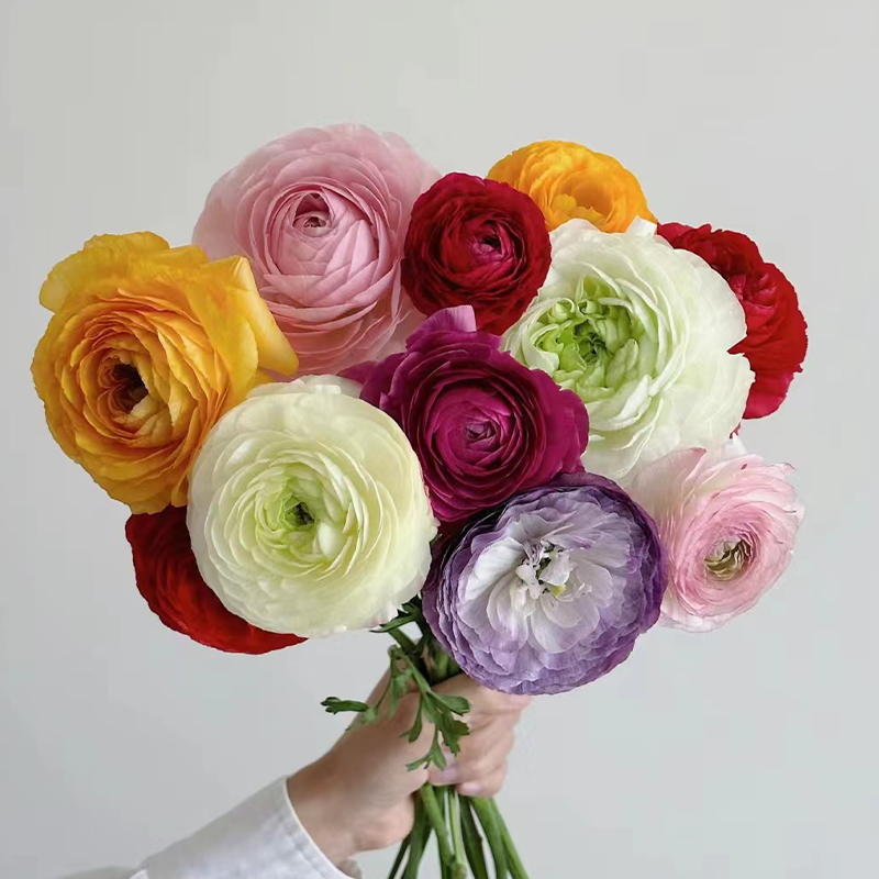 洋牡丹  10支/扎 颜色深浅略有差异 以实物为准 云南基地发货（价格已包含包装费用） 运费以实际为准，多退少补。