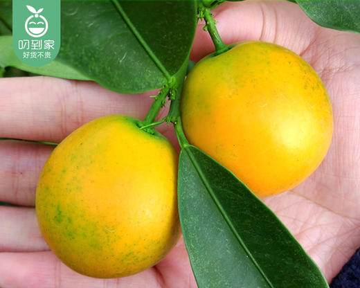 广西脆蜜金柑（中果）/1份（约300g） 商品图4