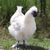 【周三发货】白条鸡整只白羽乌骨鸡净重2.5斤/只 商品缩略图2