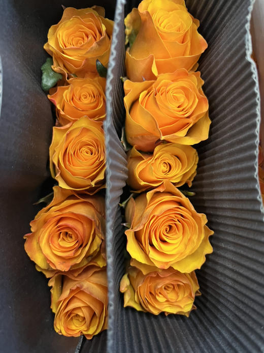 国产玫瑰-【辉煌】 商品图1