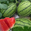 早春红玉西瓜约1.95~2.05kg/份 商品缩略图3