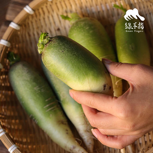 生态青皮水果萝卜（个小） | 绿家自产*ecological  white radish | Self-production 商品图0