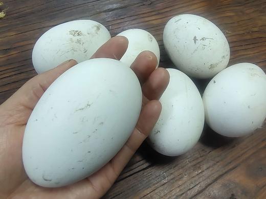 安叶家自产粮食鹅蛋顺丰包邮 商品图0