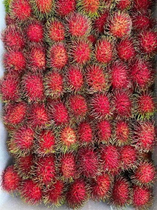 红毛丹3斤装 38-40个左右 商品图1