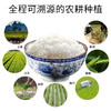 八宝贡—家米 商品缩略图4