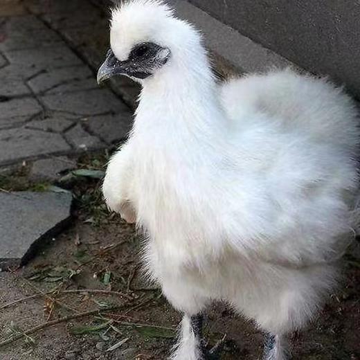 【周三发货】白条鸡整只白羽乌骨鸡净重2.5斤/只 商品图3