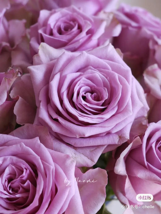 国产玫瑰-【紫霞仙子】 商品图0