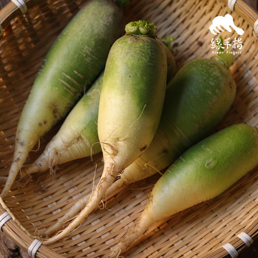 生态青皮水果萝卜（个小） | 绿家自产*ecological  white radish | Self-production 商品图1