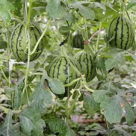 早春红玉西瓜约1.95~2.05kg/份