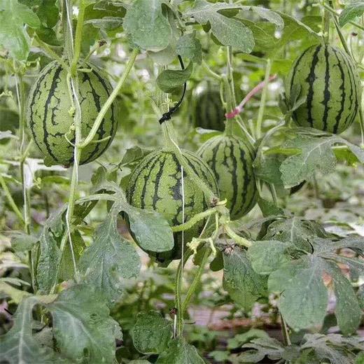 早春红玉西瓜约1.95~2.05kg/份 商品图0