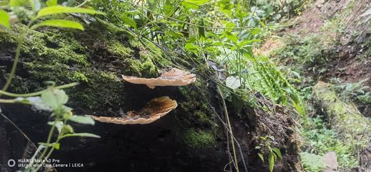 【2024西双版纳研学营】热带雨林科学探险之旅 商品图4