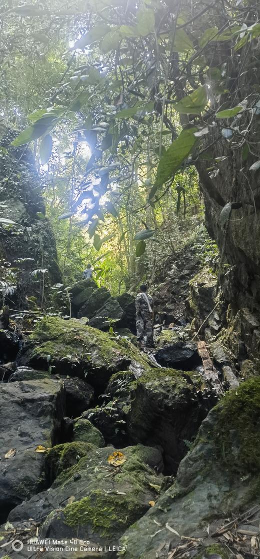 【2024西双版纳研学营】热带雨林科学探险之旅 商品图6